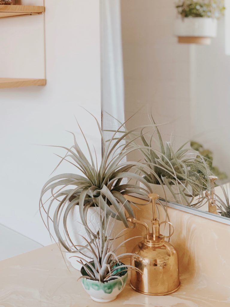 Plants and succulents add an instant update to a guest bathroom.